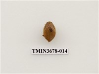 藏品(龍蝨、牙蟲)的圖片